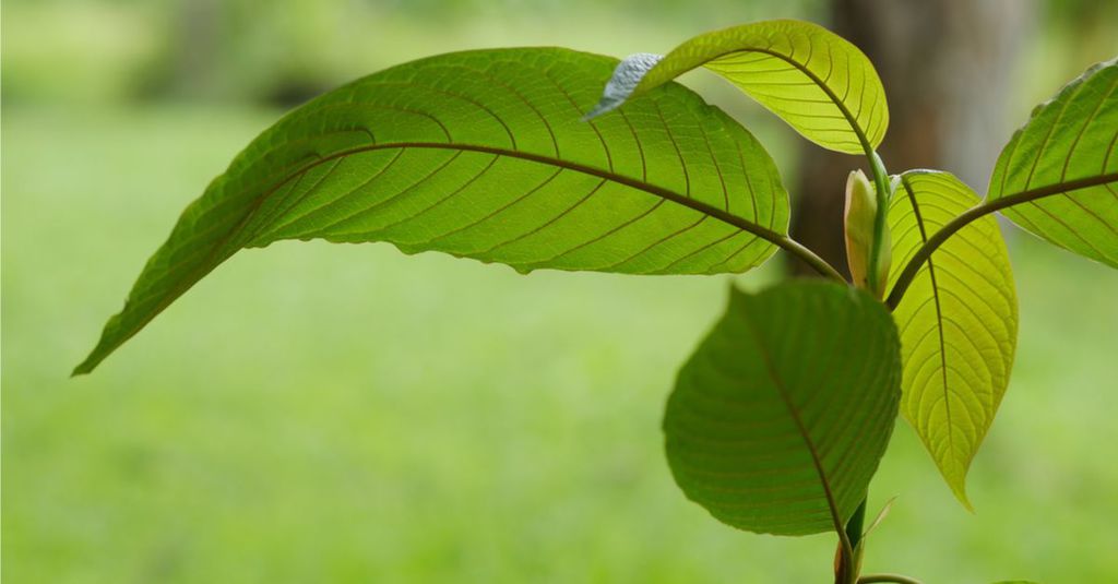 green borneo kratom benefits