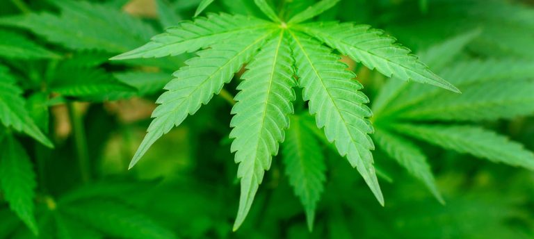 THC is the cannabinoid component